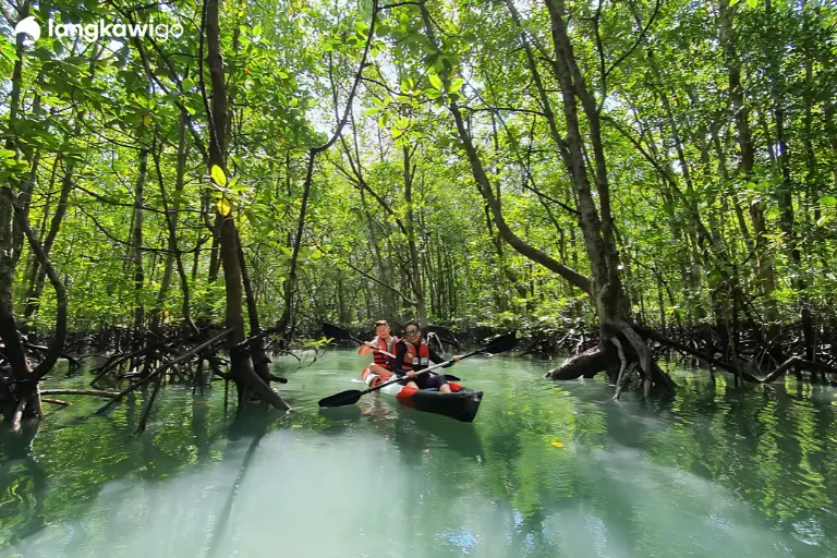 Mangrove